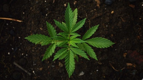 That's the finding of researchers at Colorado State University who say booming indoor marijuana production in the United States is a major and growing source of greenhouse gas emissions that cause global warming. (Unsplash) That's the finding of researchers at Colorado State University who say booming indoor marijuana production in the United States is a major and growing source of greenhouse gas emissions that cause global warming. (Unsplash)