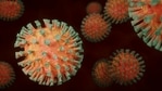 It typically takes many years to pinpoint the animal reservoir of outbreaks.(File photo) It typically takes many years to pinpoint the animal reservoir of outbreaks.(File photo)