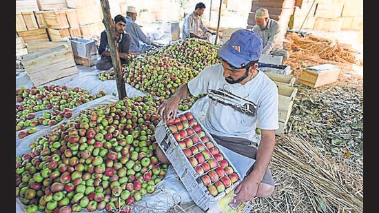 Each year, around 1.5 to 2 lakh metric tons of apples are stored in cold stores across Kashmir in an effort to heap rich dividends during the off season, especially March, April and May when their market price soars. (Waseem Andrabi / HT)