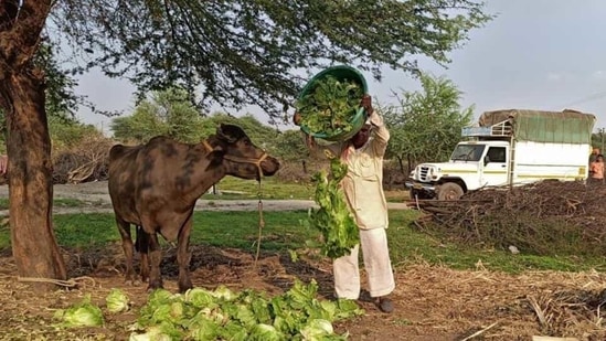 Those who attended the buffalo's birthday did not wear masks or observe social distancing even as coronavirus cases are increasing in the district as well as in the state.(REUTERS file photo)