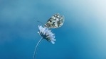 The research provides some of the strongest evidence to date for the idea of evasive mimicry, a strategy in which animals protect themselves from predators by matching the colors or patterns of agile relatives.(Pixabay)