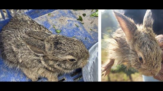 Rescued leverets of Rufous-tailed hares. (PHOTOS: MANBIR SINGH AND RAJNEESH SHARMA) Rescued leverets of Rufous-tailed hares. (PHOTOS: MANBIR SINGH AND RAJNEESH SHARMA)
