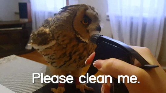 The image shows grooming of an owl.(Screengrab)