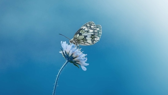 The research provides some of the strongest evidence to date for the idea of evasive mimicry, a strategy in which animals protect themselves from predators by matching the colors or patterns of agile relatives. (Pixabay) The research provides some of the strongest evidence to date for the idea of evasive mimicry, a strategy in which animals protect themselves from predators by matching the colors or patterns of agile relatives. (Pixabay)