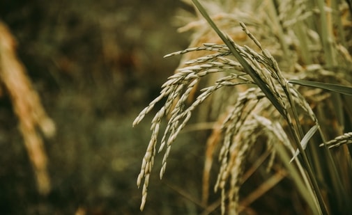 Those who attend the festival will be able to taste the dishes made with Kala Namak rice and can also purchase Kala Namak paddy seeds and rice from the stalls. (Representational Image) (Unsplash) Those who attend the festival will be able to taste the dishes made with Kala Namak rice and can also purchase Kala Namak paddy seeds and rice from the stalls. (Representational Image) (Unsplash)