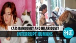 Kitty needs attention: Cats interrupt humans in cute clip Kitty needs attention: Cats interrupt humans in cute clip