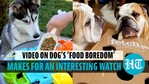 What to do if your dog gets ‘bored’ of food? Video offers suggestions What to do if your dog gets ‘bored’ of food? Video offers suggestions