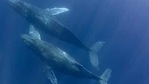 The common fin whale lives in oceans around the world, including the Arctic, the Atlantic and the Mediterranean(Istock image/ Representative Image )