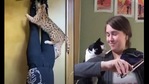 The images are screengrabs from the video featuring kitties with their humans. The images are screengrabs from the video featuring kitties with their humans.
