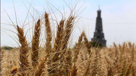 This rabi season, wheat was sown over 35.1 lakh hectare and the state food and civil supplies department is making arrangement for procurement of 135 lakh tonne from April 1 (HT file) This rabi season, wheat was sown over 35.1 lakh hectare and the state food and civil supplies department is making arrangement for procurement of 135 lakh tonne from April 1 (HT file)