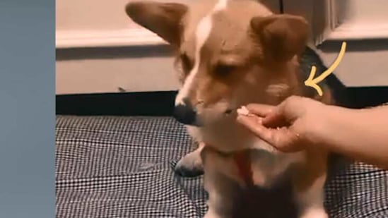 entertaining-video-shows-how-to-cure-your-dog-s-food-boredom