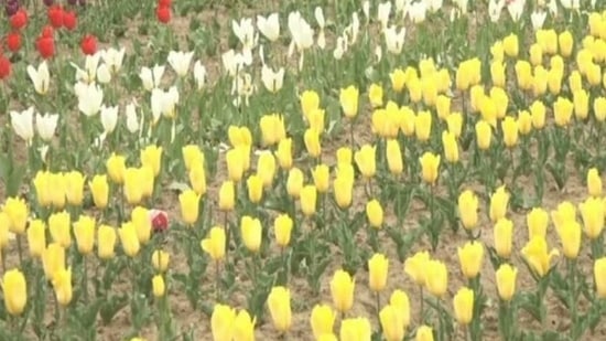 Kud Tulip in Udhampur(ANI)