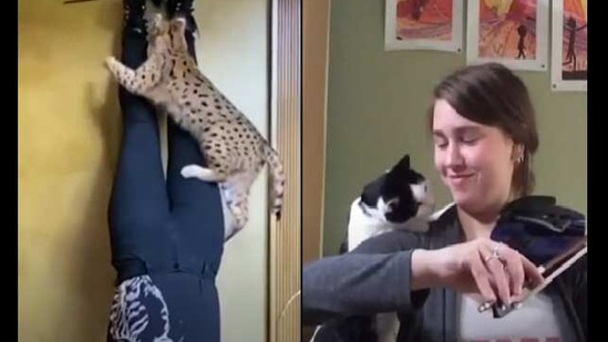 The images are screengrabs from the video featuring kitties with their humans.
