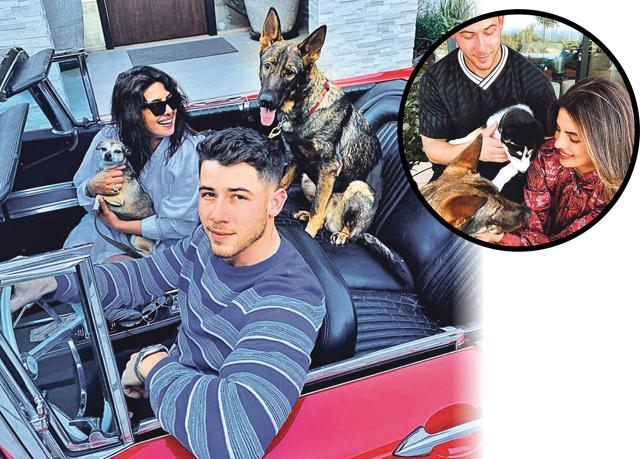 Priyanka and Nick with their pets, Gino, a German shepherd, and Diana, a Chihuahua, both of who have their own Instagram handles run by their humans; (Inset) with their recently adopted pet, Panda Priyanka and Nick with their pets, Gino, a German shepherd, and Diana, a Chihuahua, both of who have their own Instagram handles run by their humans; (Inset) with their recently adopted pet, Panda