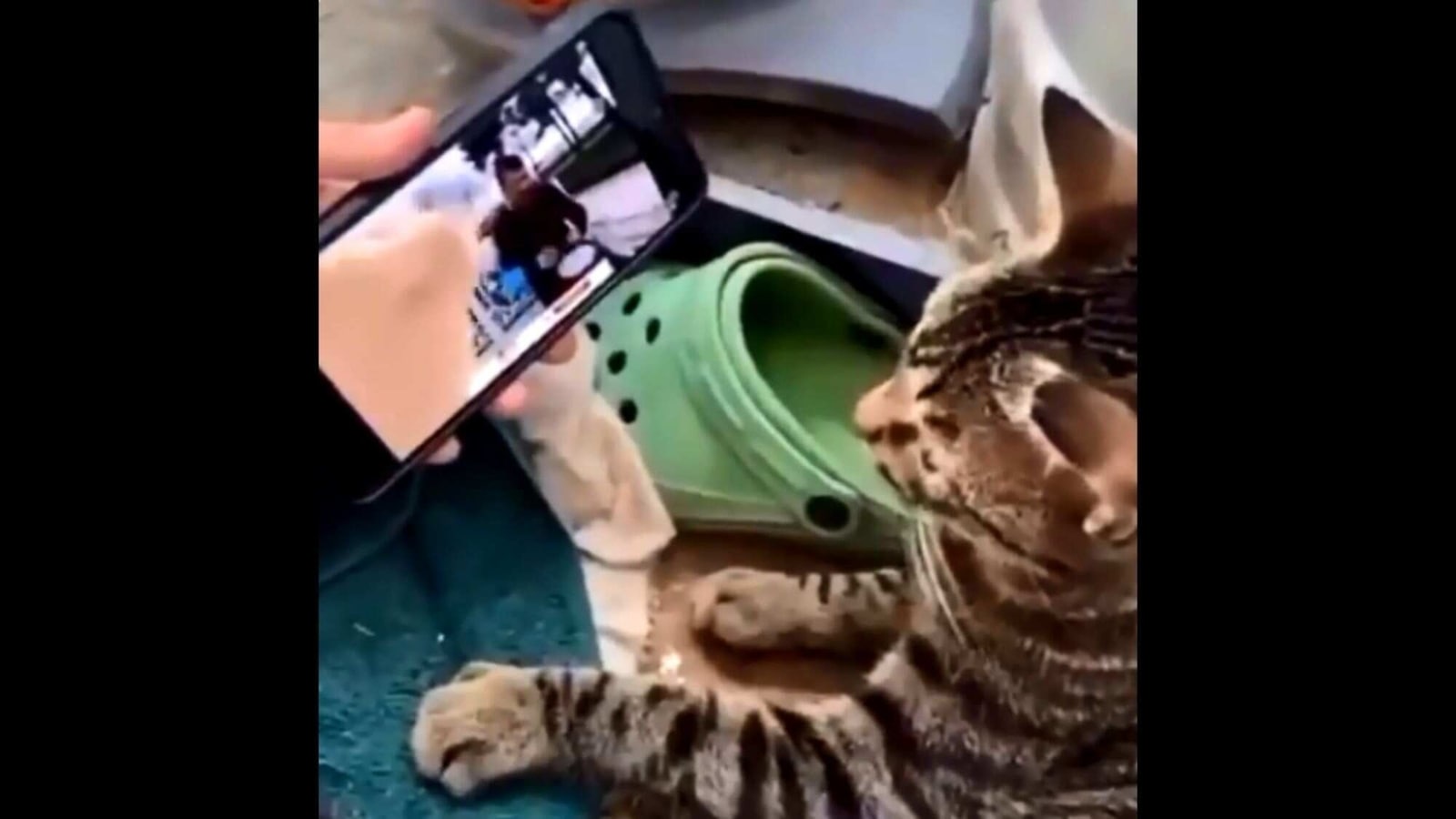 cat enjoying viral vibing cat video makes for a hilarious watch trending hindustan times