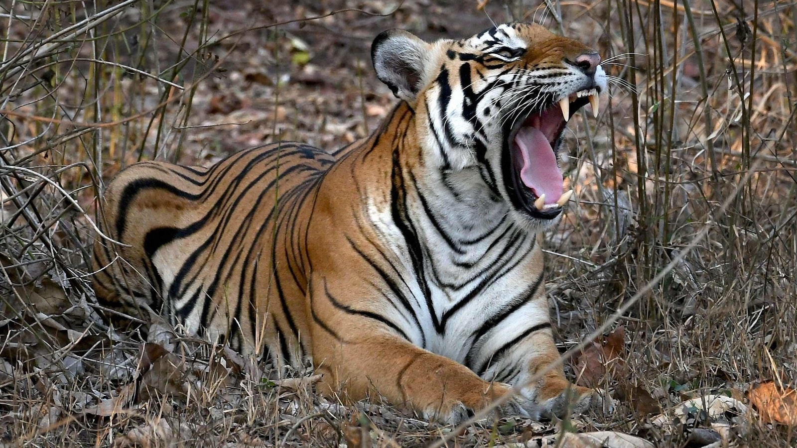 Karnataka registers 37% jump in tiger attacks in 2020-21 from last year |  Latest News India - Hindustan Times