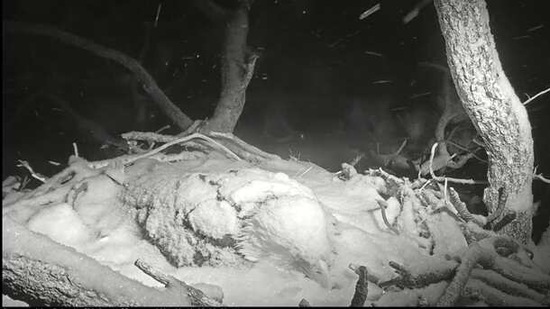The image shows the bald eagle covered in snow.(Facebook/Friends of Big Bear Valley and Big Bear Eagle Nest Cam)