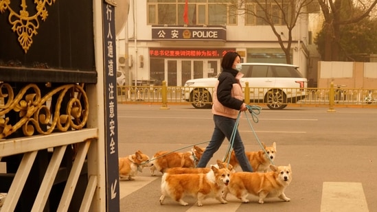 A woman walks her dogs during the sandstorm in Beijing, on March 15. Beijing said last year it expected fewer and weaker sandstorms to hit northern China due to its reforestation efforts, AFP reported.(Ng Han Guan / AP)