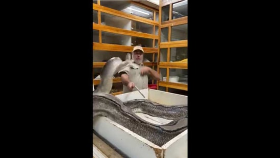 A screengrab from the video posted on Instagram. (Instagram/@jayprehistoricpets) A screengrab from the video posted on Instagram. (Instagram/@jayprehistoricpets)