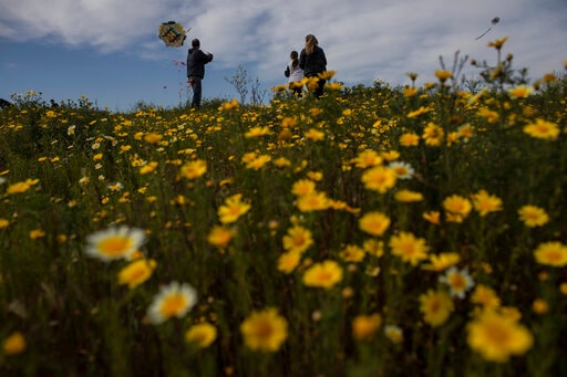 A family tries to fly a kite in a field of flowers in Drapetsona, a suburb of Piraeus, near Athens, on Sunday, March 14, 2021. The coronavirus pandemic, which hit Cyprus, and Greece especially hard this winter, threatened to ground the kite-flying, an essential part of the celebration of Clean Monday, the first day of Lent. (AP Photo/Petros Giannakouris)