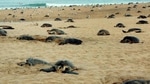 Sea turtles get cold-stunned and lethargic when the water around them chills down so fast they can’t swim to warmer waters. (representational image)(HT Photo) Sea turtles get cold-stunned and lethargic when the water around them chills down so fast they can’t swim to warmer waters. (representational image)(HT Photo)
