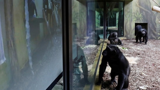 Chimpanzees watch a giant screen inside their enclosure at Dvur Kralove Zoo, where a screen broadcasting fellow apes from Brno zoo has been installed as part of an enrichment project for chimpanzees amid zoo closures due to the coronavirus disease (COVID-19) pandemic, in Dvur Kralove nad Labem, Czech Republic.(REUTERS)