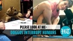 All eyes on me! Adorable doggos refuse to leave humans alone All eyes on me! Adorable doggos refuse to leave humans alone