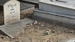 t is believed that the headstone on her grave was installed by an anonymous person in 1999. It reads—“Stella of Mudge, a fable.” t is believed that the headstone on her grave was installed by an anonymous person in 1999. It reads—“Stella of Mudge, a fable.”
