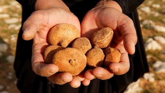 A woman shows seasonal truffles in the desert in Samawa, on February 23. Fetching its hunters up to $7 a kilo this year, Iraq's desert truffle is cheaper than its rarer European cousins that can cost hundreds of dollars or more a kilo, Reuters reported.(Alaa Al-Marjani / REUTERS)