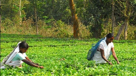 Tea garden workers have been demanding an increase in daily wages for some time now. (HT Photo) Tea garden workers have been demanding an increase in daily wages for some time now. (HT Photo)