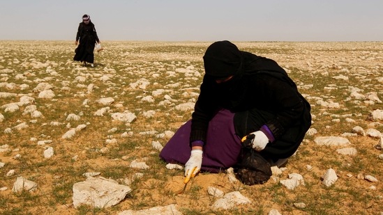 A woman extracts truffles in the desert in Samawa, on February 23.(Alaa Al-Marjani / REUTERS)