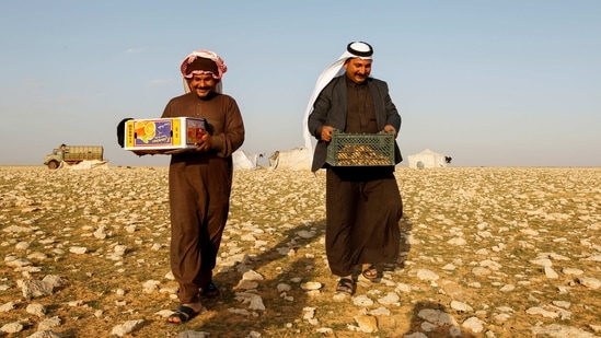 Hussein Abu Ali (R), a car driver, carries boxes of truffles in the desert in Samawa, on February 23. Every few days, Hussein Abu Ali, drives into the desert from the city of Samawa to take the truffles to market. There, Ali Tajj al-Din sells them at auction, each with a different name according to size.(Alaa Al-Marjani / REUTERS)
