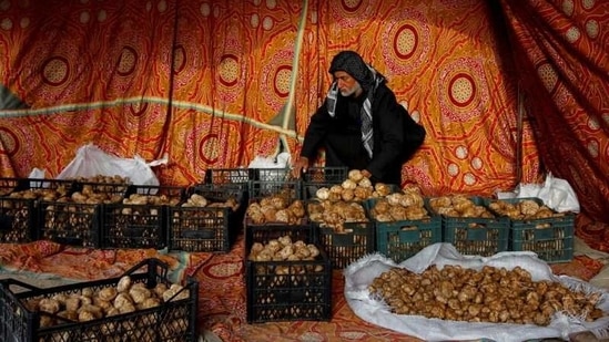 Ra'ad Abdelemir, a trader, sorts truffles in a tent at a market in Samawa, on February 22. This year, scarcity has pushed up prices and truffles that don't sell locally are exported to wealthier Gulf countries, Reuters reported.(Alaa Al-Marjani / REUTERS)
