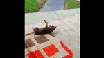 The image shows the puppy playing with the butterfly.(Reddit/MadeMeSmile) The image shows the puppy playing with the butterfly.(Reddit/MadeMeSmile)
