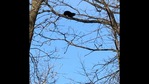 The image shows the cat stranded atop a tree.(Facebook/Robin Lee L AW) The image shows the cat stranded atop a tree.(Facebook/Robin Lee L AW)