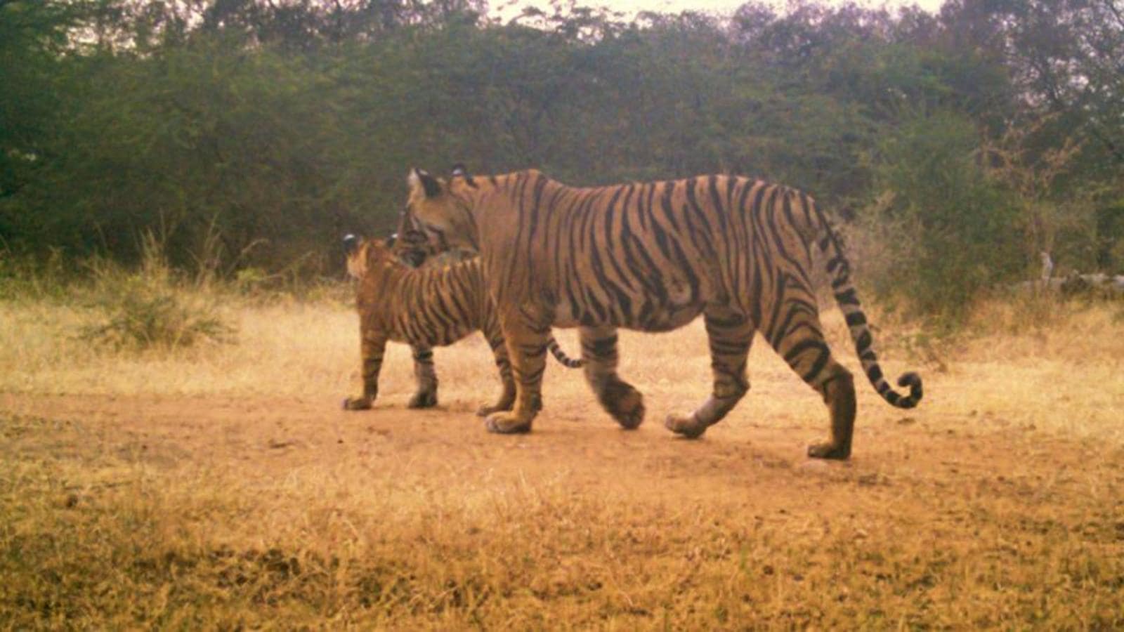 Four tigers missing for a year from Ranthambore Tiger Reserve