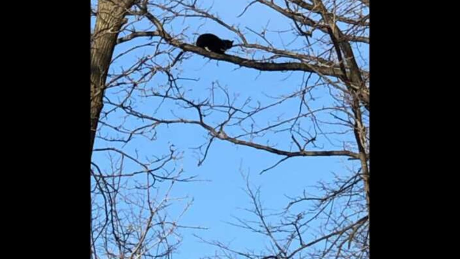 Cat stranded on extremely high tree rescued in Michigan. Watch