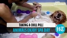 Spa day for animals