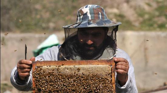 Officials said they are already organising training-cum-sensitization programs on honey bee and their management . (HT photo/Waseem Andrabi) Officials said they are already organising training-cum-sensitization programs on honey bee and their management . (HT photo/Waseem Andrabi)