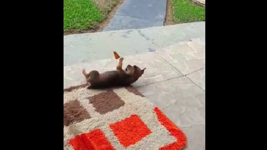 The image shows the puppy playing with the butterfly.(Reddit/MadeMeSmile) The image shows the puppy playing with the butterfly.(Reddit/MadeMeSmile)