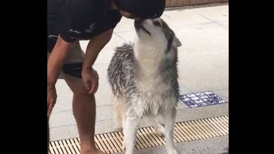 The image shows a doggo in front of a pool.