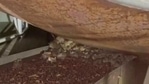 Ein von Reuters erhaltenes Augenzeugenvideo zeigte Tausende kleiner Nagetiere, die um eine Farm in der Stadt Gilgandra herumschwärmten (Reuters)