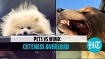 Adorable video is too cute to handle Adorable video is too cute to handle