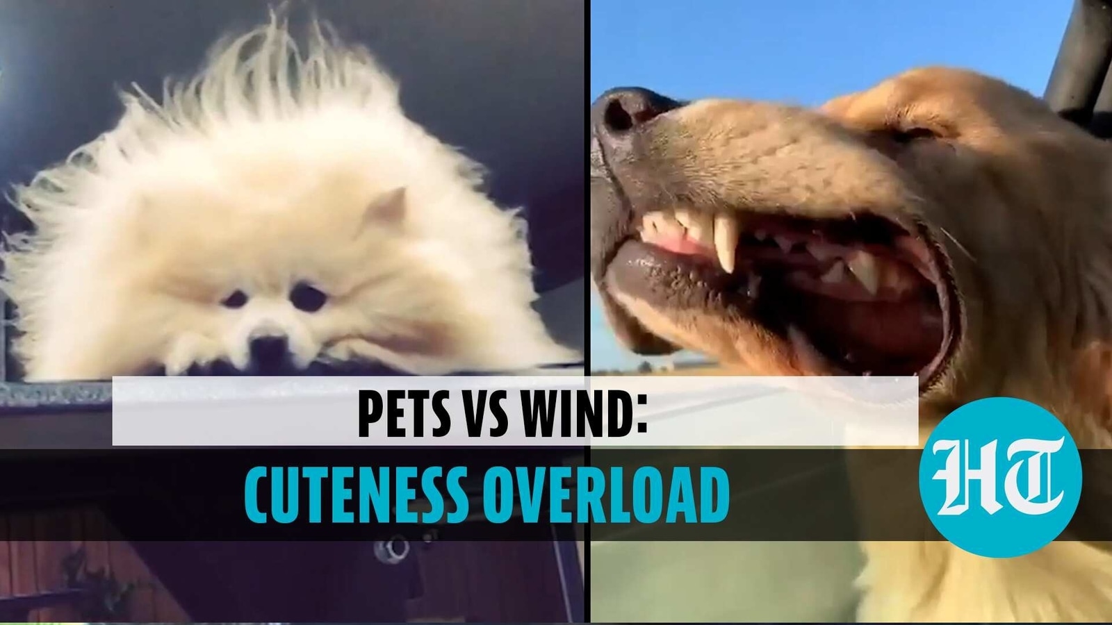 Pets vs Wind: Adorable video is too cute to handle