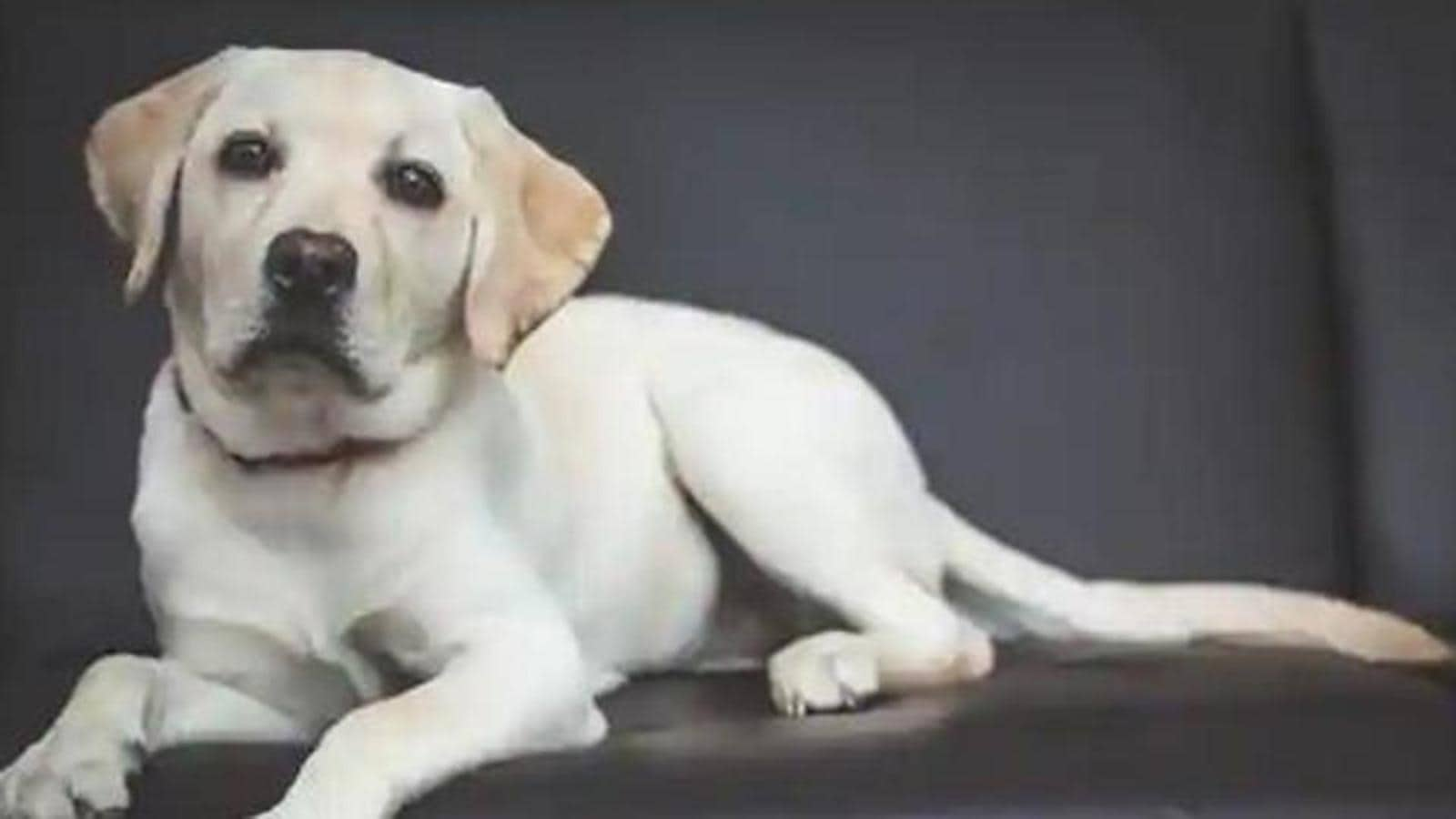 It took a DNA test to end the dispute over dog’s ownership in MP