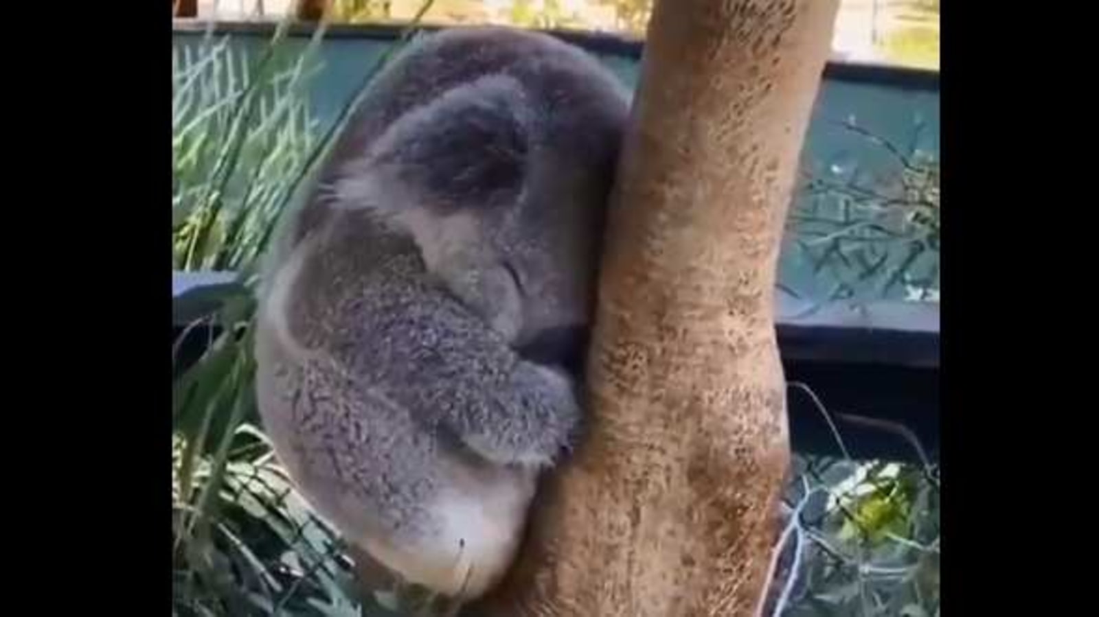 Baby koala sleeps while clutching a tree, video steals hearts ...