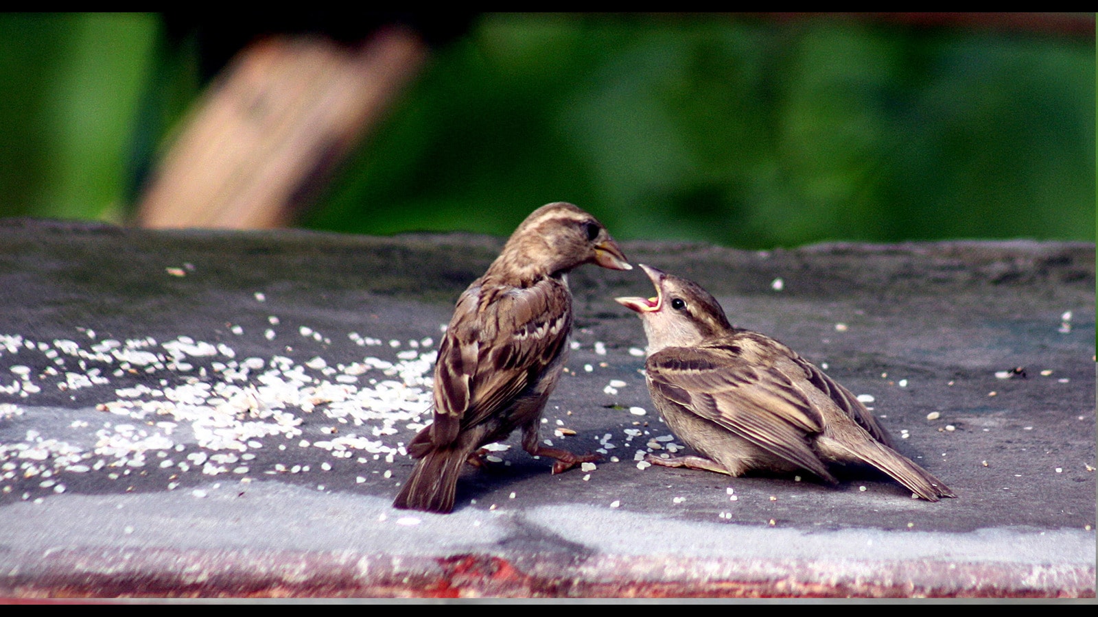 World Sparrow Day: Bringing back our childhood sound of music | Latest News Delhi - Hindustan Times