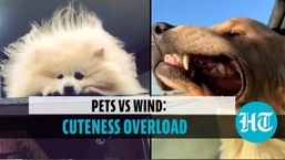 Adorable video is too cute to handle