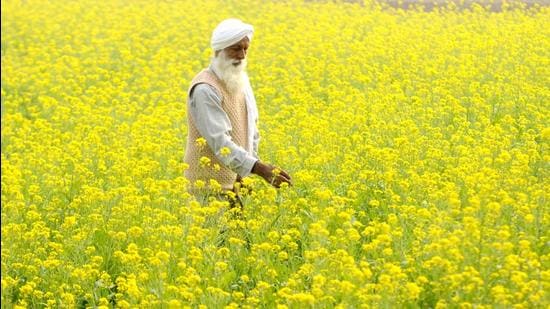 I was eagerly waiting to dip into the winter hues of mustard fields golden-yellow and green (Representative photo/HT)