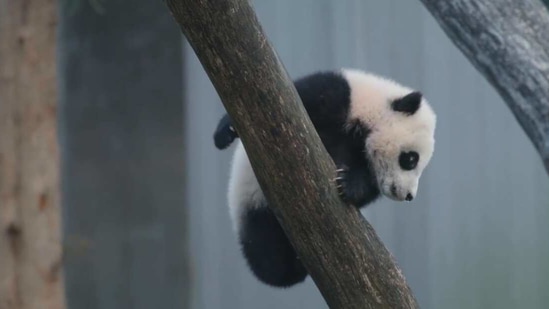The image shows adorable panda cub Xiao Qi Ji. (Instagram/@smithsonianzoo)